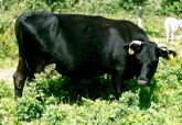 Nodriza
